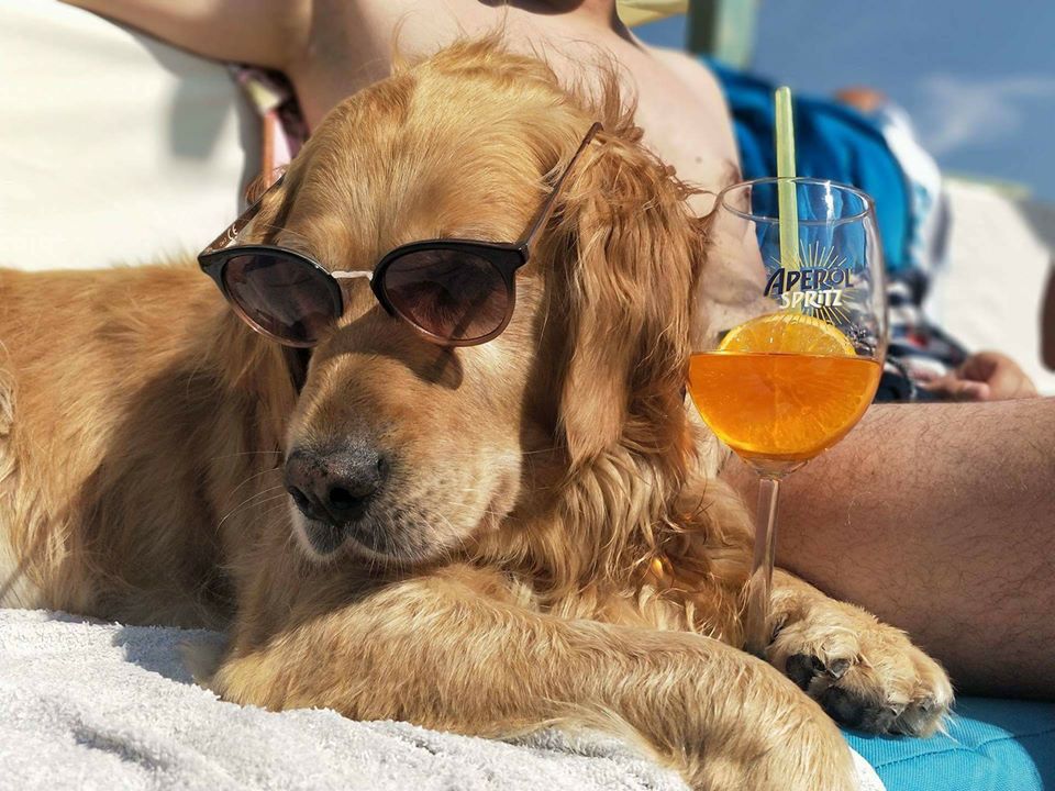 Montys dog beach bar 1